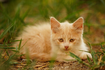 Naklejka na ściany i meble Cute fluffy kitten resting in the garden among green grass.