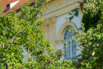 Fototapeta na wymiar Apple tree with apples and facade of beautiful castle in blurred background on sunny day