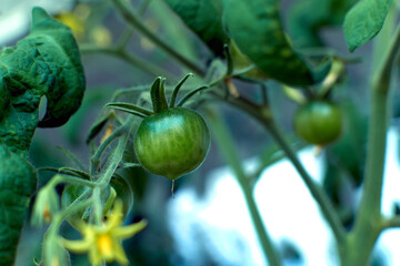 Small tomato fruit on a Bush. Growing tomatoes at home on the windowsill. Blossoming bushes of tomatoes. Tomato seedlings on the windowsill in the apartment.