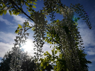 trees and sky
