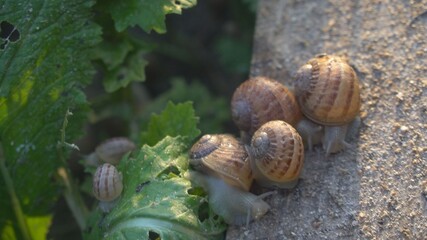 Snail shell between fresh sprout leafs. Mollusk snails with brown