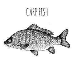 Carp. Sea fish. Hand-drawn sketch. Vintage style. Fish and seafood products.