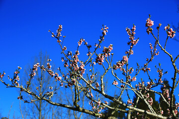 Pink with red peach flowers with blue sky background,beautiful pink flowers blooming on the branch of peach tree in spring 

