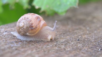 Snail shell between fresh sprout leafs. Mollusk snails with brown