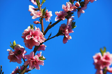 Pink with red peach flowers with blue sky background,beautiful pink flowers blooming on the branch of peach tree in spring 
