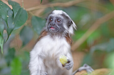 Black and white color small monkey Oedipus Tamarin