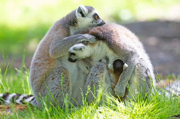Ring-tailed lemur with a baby