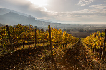 Naklejka premium Beautiful perspectic view of a vineyard in the morning, with Assisi town (Umbria, Italy) in the background