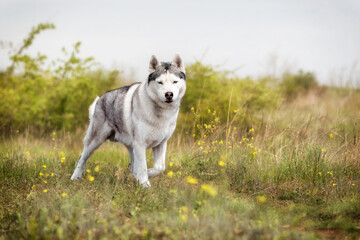 A hunting Siberian Husky is standing at a pasture. The dog has grey and white fur; his eyes are blue. There is a lot of grass, green plants, and yellow flowers around him; the sky is grey
