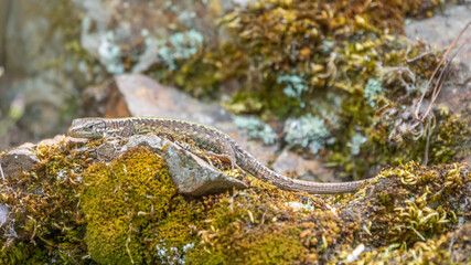 Lizard Darevskia alpina sits on a stone and moss under the sun.