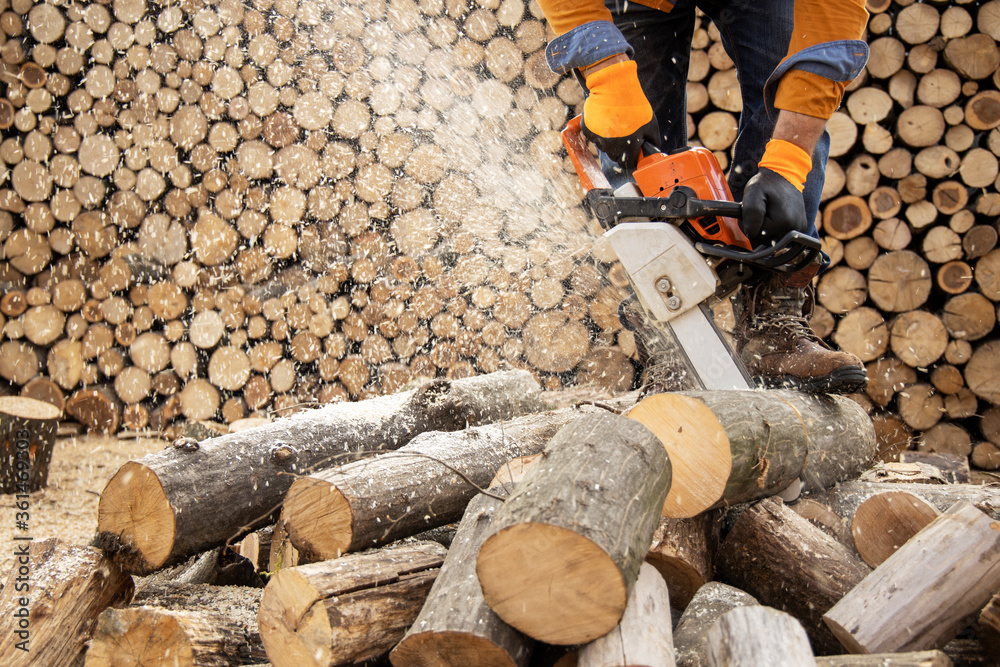 Wall mural chainsaw in action cutting wood. man cutting wood with saw, dust and movements. chainsaw. close-up o