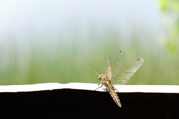 Yellow dragonfly is resting on a wooden bench, morning sun light. Animal selected macro focus at the dragonfly 's wing and back of body