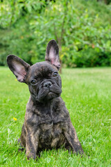 Puppy black brown brindle French bulldog sitting in the grass. Natural background