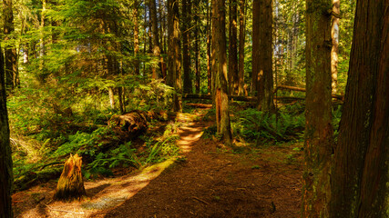 Sunlit path through shady forest - BC
