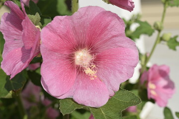 Dark Pink Hollyhock flower