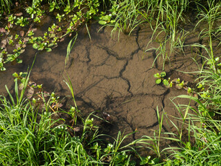 green grass growth and fresh