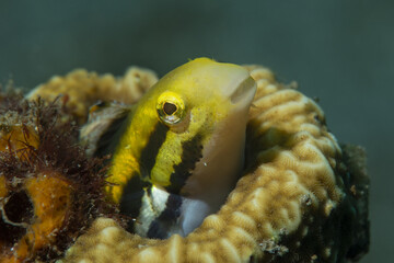 primo piano di blenny a strisce, Meiacanthus grammistes © Massimo