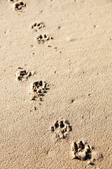 Fototapeta na wymiar Human and dog foot prints in the sand on a beach on a sunny day