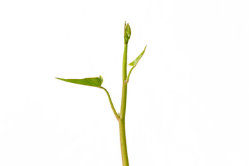 Morning glory has many nutrients that are beneficial to the body.