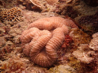 The coral reef area at Tioman island, Malaysia