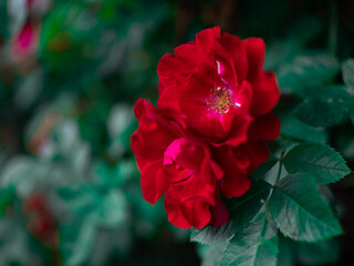 red rose. Beautiful red rose Bush in the spring garden. Rose garden. blurred background