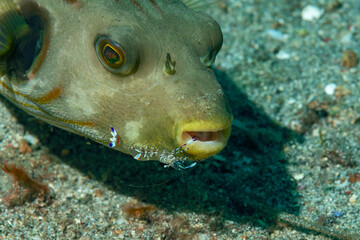 Pesce palla con gamberetti pulitori