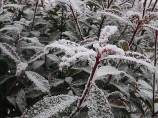 frost on a tree