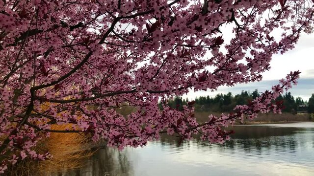 Beautiful blossoming cherry tree near lake in spring 