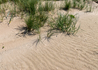 Short green grass, dune sand and pebbles, traditional landscape, Harilaid Nature Reserve, Estonia, Baltic Sea