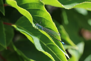 blaue Libelle auf Kiwiblatt