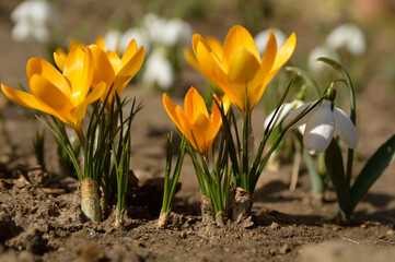 blooming orange crocus flowers in sunlight growing in the garden close up