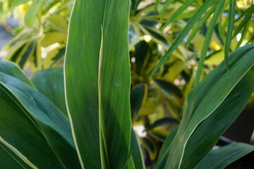Tropical summer plant leaves outdoor concept. Green leaf tropic with grunge background