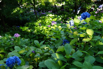 紫陽花寺　紫陽花　観光　