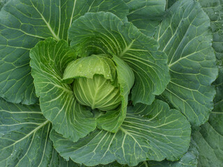 Green cabbage with dew drop in organic farm / closeup texture of healthy food ingrediant