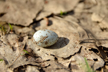 small bird egg lying on the dry leaves