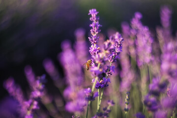 A bee collects honey over a lavender flower. Close-up image of violet lavender flowers in a field on a Sunny day, on a blurry background with a copy of space Selective and soft focus.