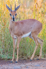 Steenbok.