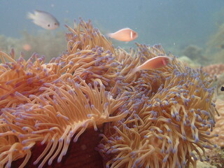 The closed-up seaanemones at coral reef area