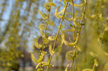 branches of weeping willow tree in blossom