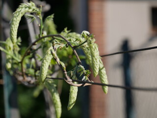 close up of a green plant