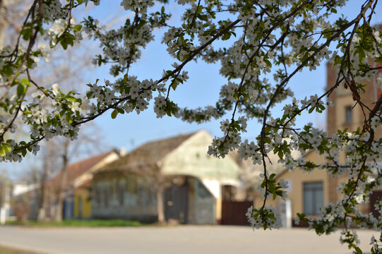 spring in rural image Backi Petrovac, Vojvodina