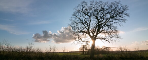 Baum im Winter mit Sonnenstrahlen
