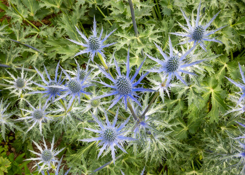 Close Up ERYNGIUM X Zabelii 'Big Blue', Sea Holly, Blue Flowers Overhead With Green Leaves In Background