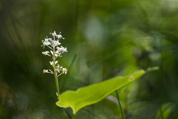 False lily of the valley close up