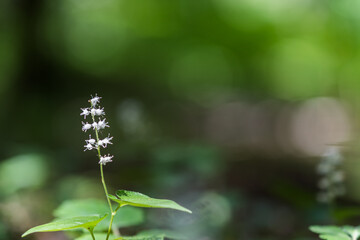 Close up of a False lily of the valley