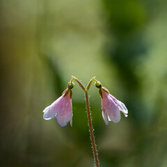 Twinflower close up