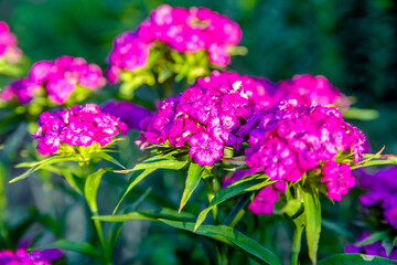 Phlox paniculata is growing in the country garden
