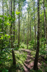 Footpath through a bright forest