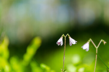 Twinflowers in green surroundings