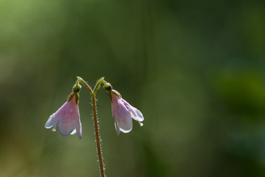 Macro image of a twinflower